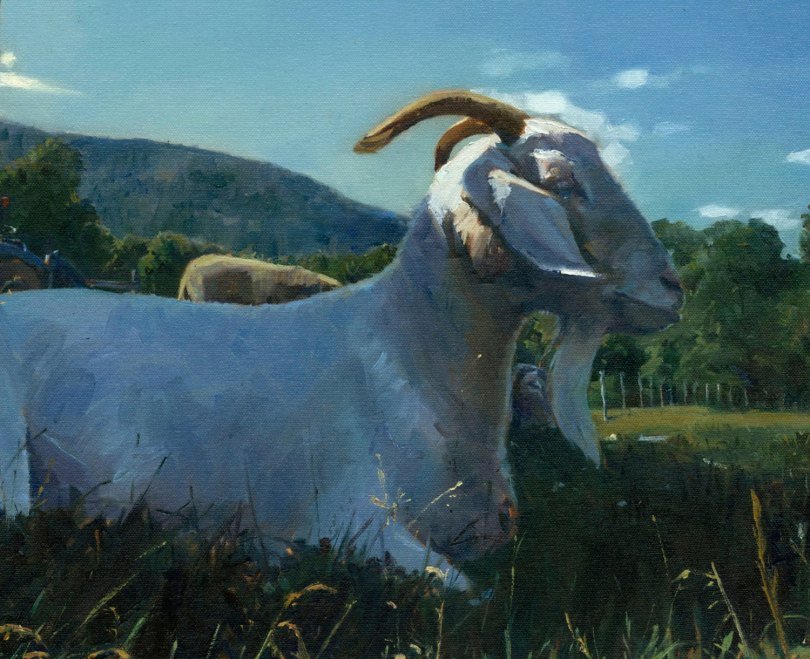 Albie the Goat - Marcus Pierno