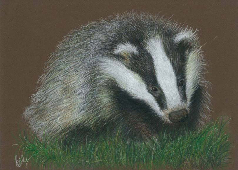 Boris the Badger - Paul Caton