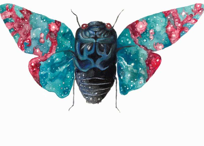 Celestial Ghost Cicada - Aaron Wright