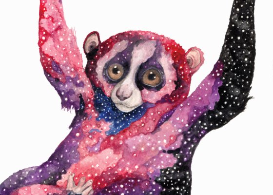 Celestial Ghost Slow Loris - Aaron Wright